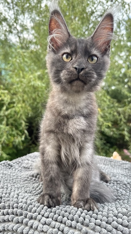 Cameron Akbars - Kitten maine-coon 3 months 2 weeks