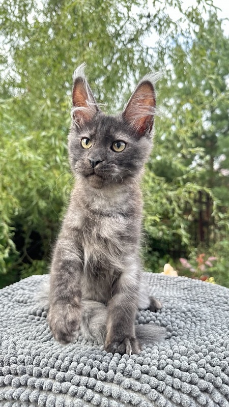 Cameron Akbars - Kitten maine-coon 3 months 2 weeks