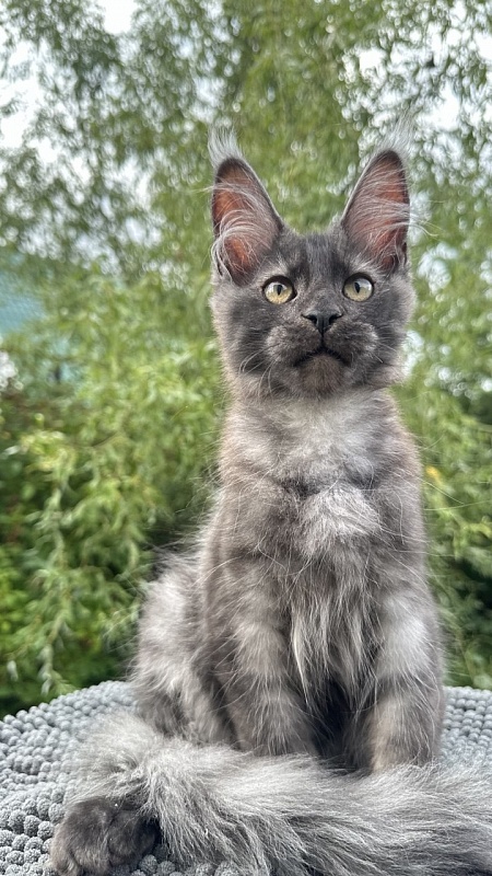 Cameron Akbars - Kitten maine-coon 3 months 2 weeks