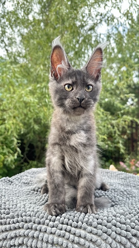 Cameron Akbars - Kitten maine-coon 3 months 2 weeks