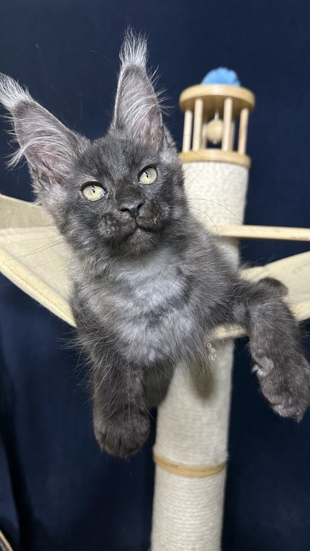 Cameron Akbars - Kitten maine-coon 2 months 2.5 weeks