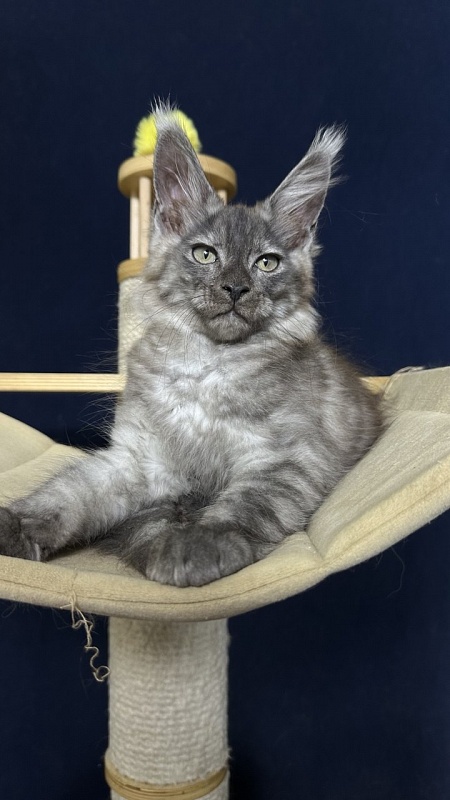 Christian  Akbars - Kitten maine-coon 2 months 2.5 weeks