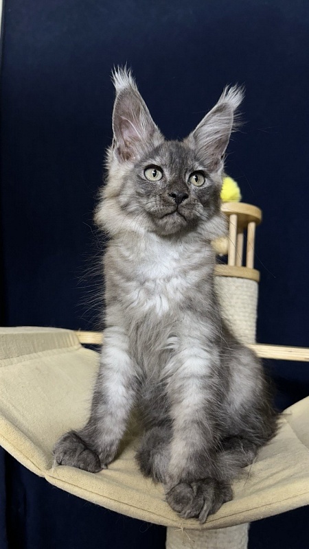 Christian  Akbars - Kitten maine-coon 2 months 2.5 weeks