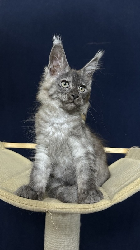 Christian  Akbars - Kitten maine-coon 2 months 2.5 weeks