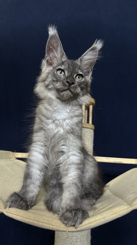Christian  Akbars - Kitten maine-coon 2 months 2.5 weeks
