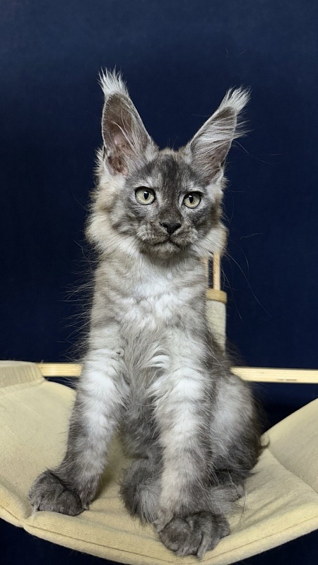 Christian  Akbars - Kitten maine-coon 2 months 2.5 weeks