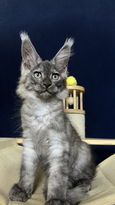 Christian  Akbars - Kitten maine-coon 2 months 2.5 weeks