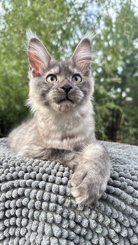 Christian  Akbars - Kitten maine-coon 3.5 months