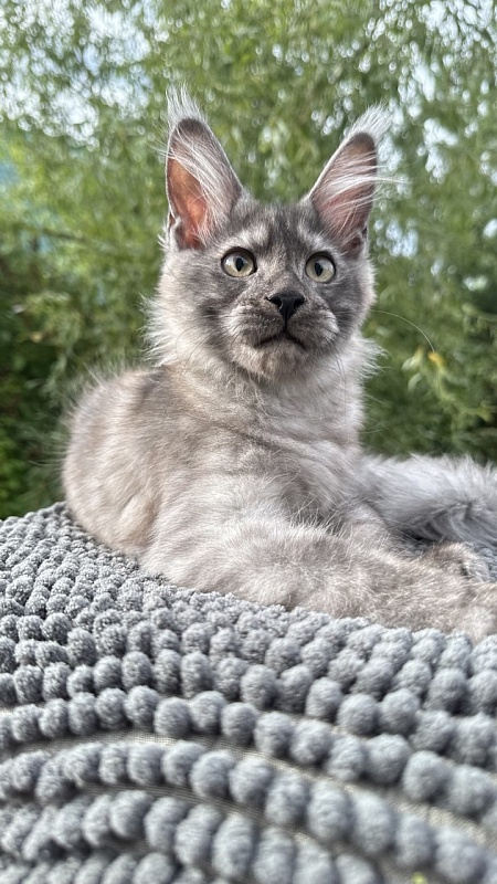 Christian  Akbars - Kitten maine-coon 3.5 months