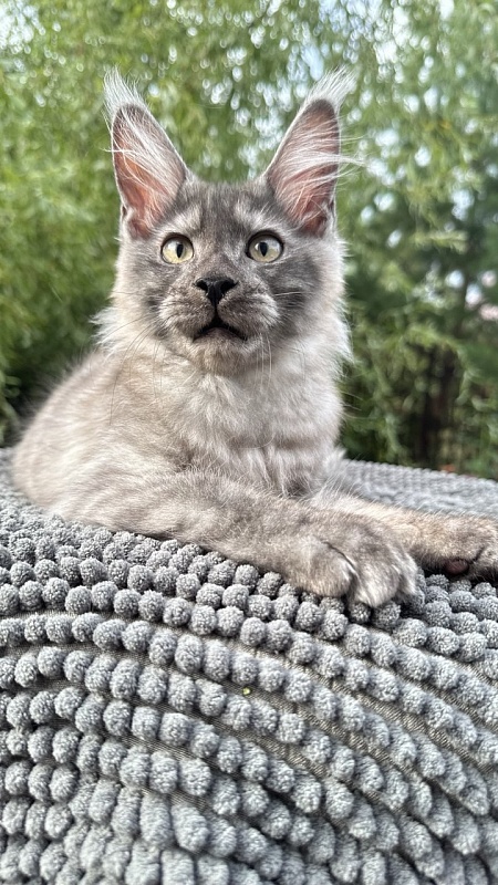 Christian  Akbars - Kitten maine-coon 3.5 months