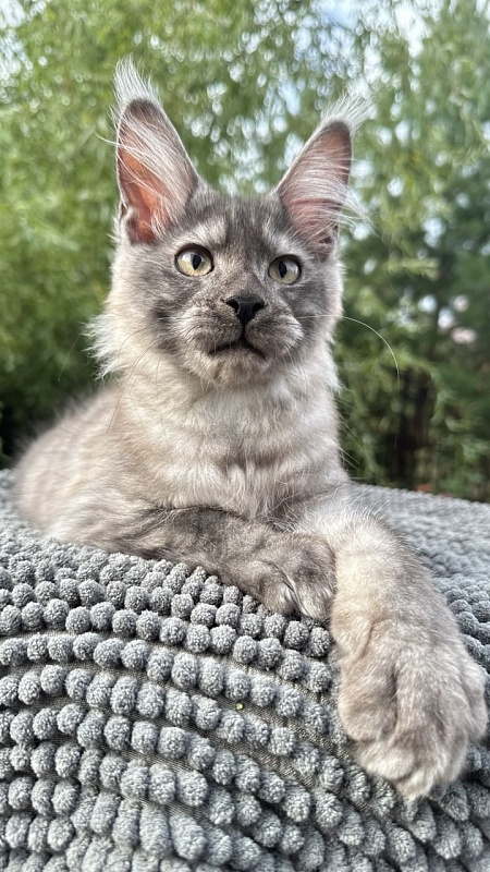 Christian  Akbars - Kitten maine-coon 3.5 months