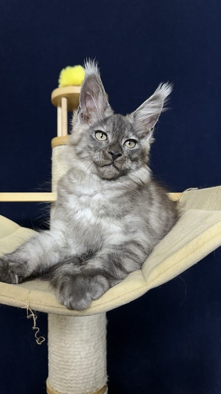 Christian  Akbars - Kitten maine-coon 2 months 2.5 weeks
