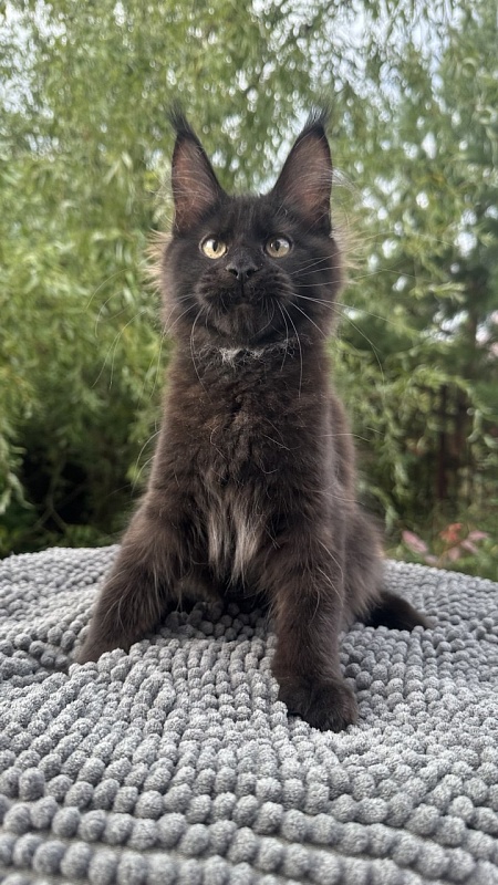 Charlotte Akbars - Kitten maine-coon 3.5 months
