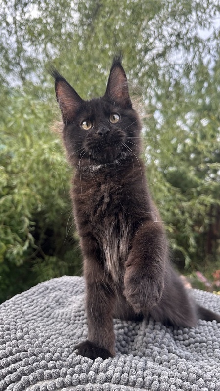Charlotte Akbars - Kitten maine-coon 3.5 months