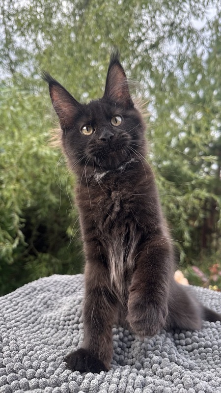 Charlotte Akbars - Kitten maine-coon 3.5 months