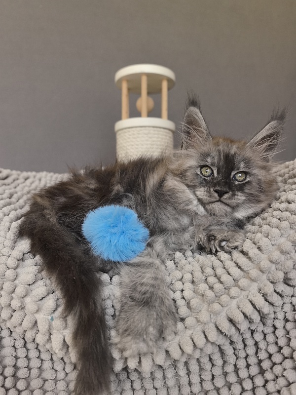 Brian  Akbars (polydactyl - Kitten maine-coon 1 month 3.5 weeks