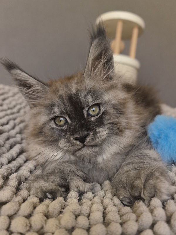 Brian  Akbars (polydactyl - Kitten maine-coon 1 month 3.5 weeks