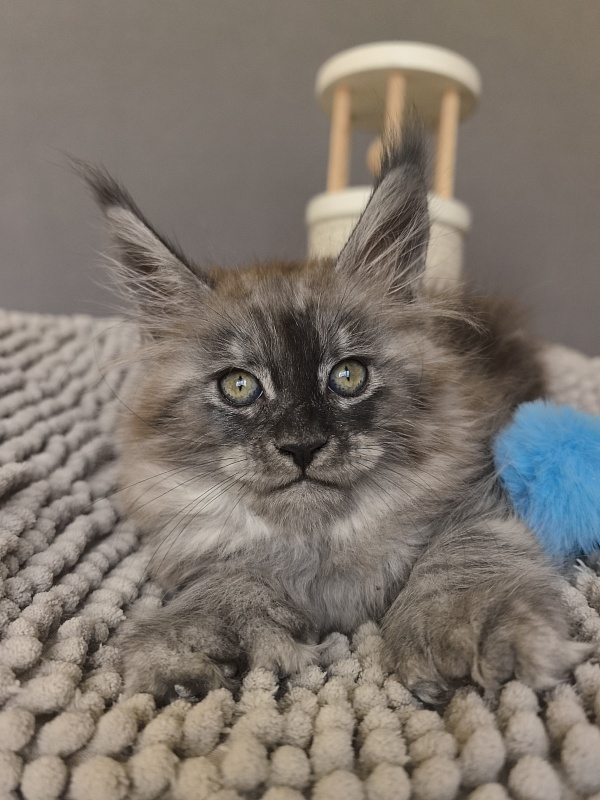 Brian  Akbars (polydactyl - Kitten maine-coon 1 month 3.5 weeks