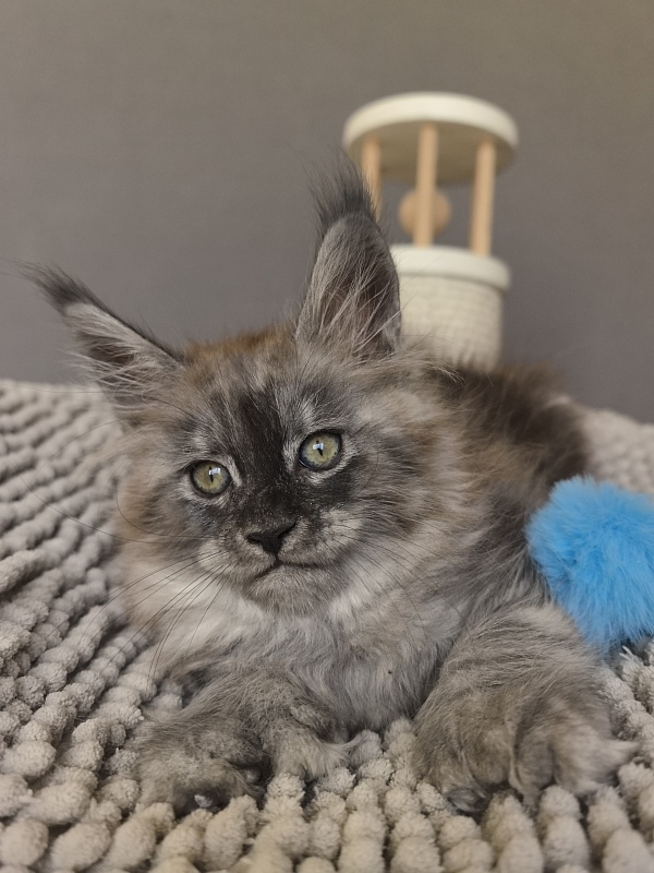 Brian  Akbars (polydactyl - Kitten maine-coon 1 month 3.5 weeks