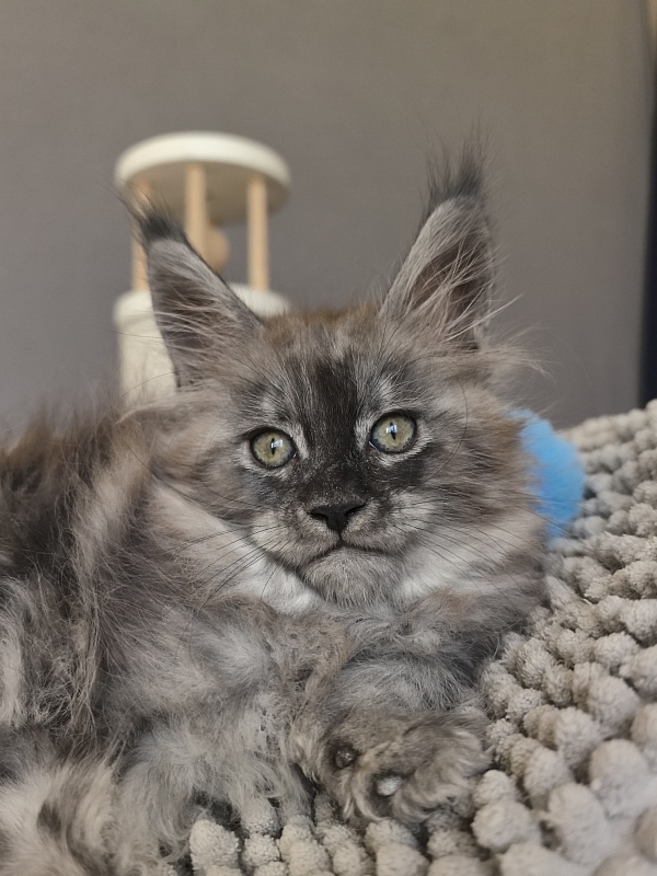 Brian  Akbars (polydactyl - Kitten maine-coon 1 month 3.5 weeks