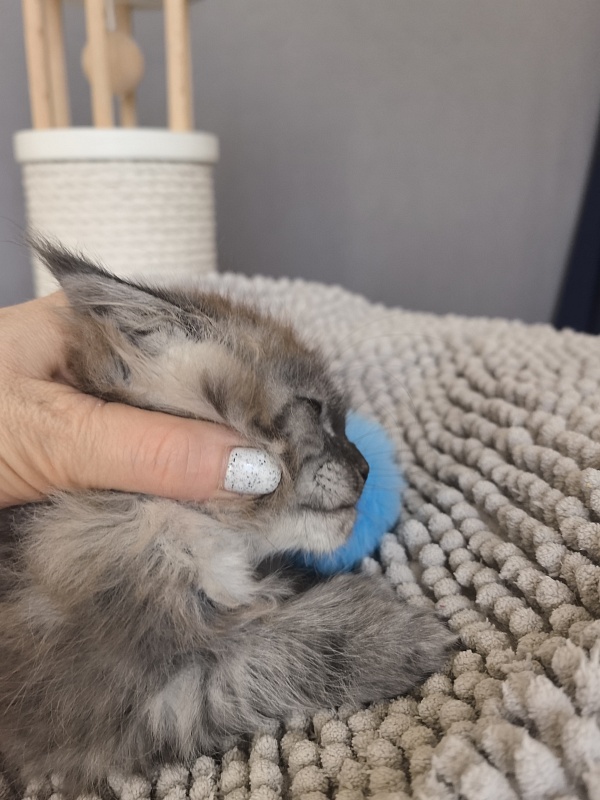Brian  Akbars (polydactyl - Kitten maine-coon 1 month 3.5 weeks