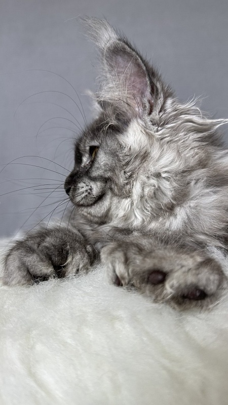 Brian  Akbars (polydactyl - Kitten maine-coon 2 months 4 weeks