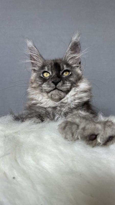 Brian  Akbars (polydactyl - Kitten maine-coon 2 months 4 weeks