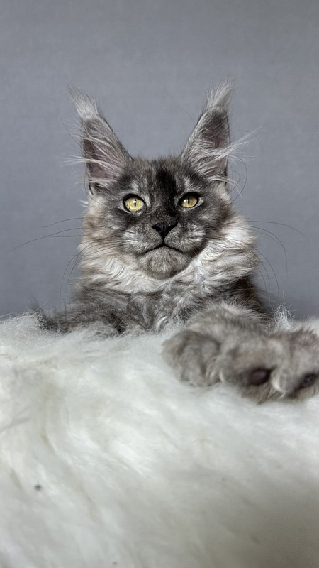 Brian  Akbars (polydactyl - Kitten maine-coon 2 months 4 weeks