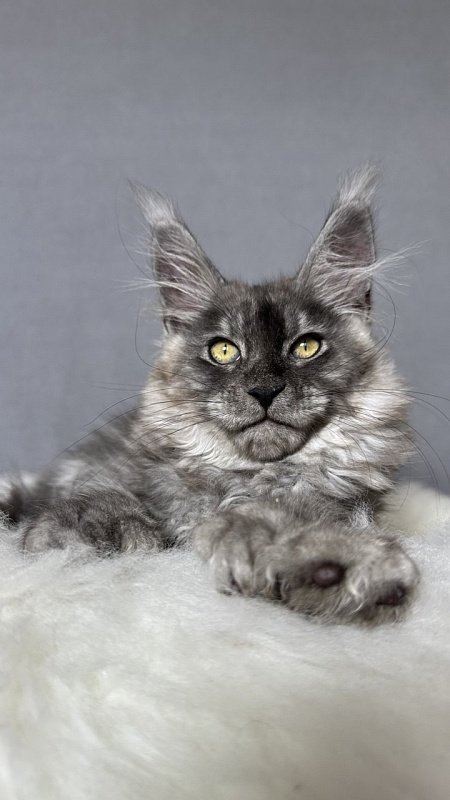 Brian  Akbars (polydactyl - Kitten maine-coon 2 months 4 weeks