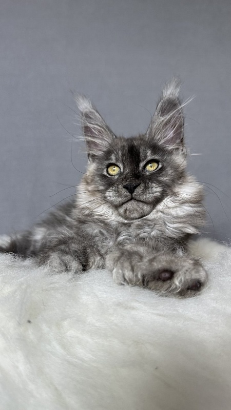 Brian  Akbars (polydactyl - Kitten maine-coon 2 months 4 weeks