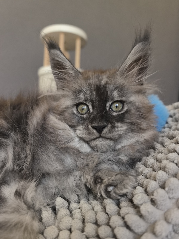 Brian  Akbars (polydactyl - Kitten maine-coon 1 month 3.5 weeks