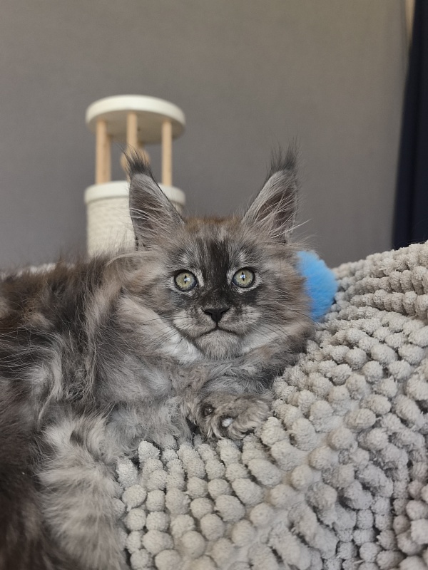 Brian  Akbars (polydactyl - Kitten maine-coon 1 month 3.5 weeks