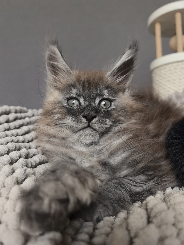 Bruno Akbars (polydactyl) - Kitten maine-coon 1 month 3.5 weeks