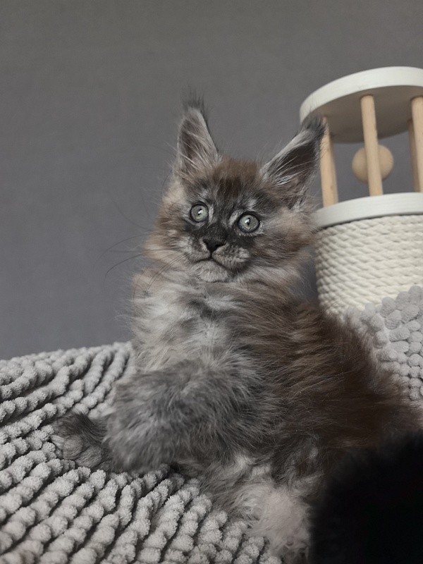 Bruno Akbars (polydactyl) - Kitten maine-coon 1 month 3.5 weeks
