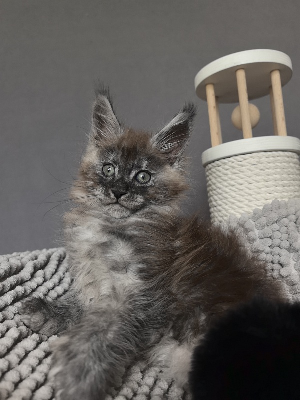 Bruno Akbars (polydactyl) - Kitten maine-coon 1 month 3.5 weeks
