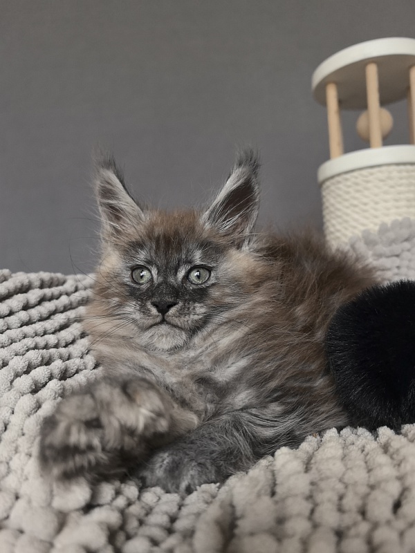 Bruno Akbars (polydactyl) - Kitten maine-coon 1 month 3.5 weeks