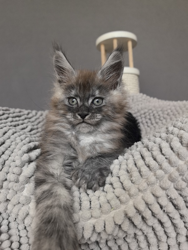 Bruno Akbars (polydactyl) - Kitten maine-coon 1 month 3.5 weeks