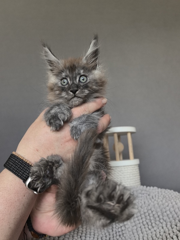 Bruno Akbars (polydactyl) - Kitten maine-coon 1 month 3.5 weeks