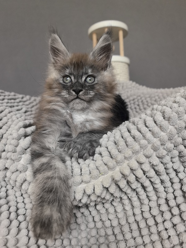 Bruno Akbars (polydactyl) - Kitten maine-coon 1 month 3.5 weeks