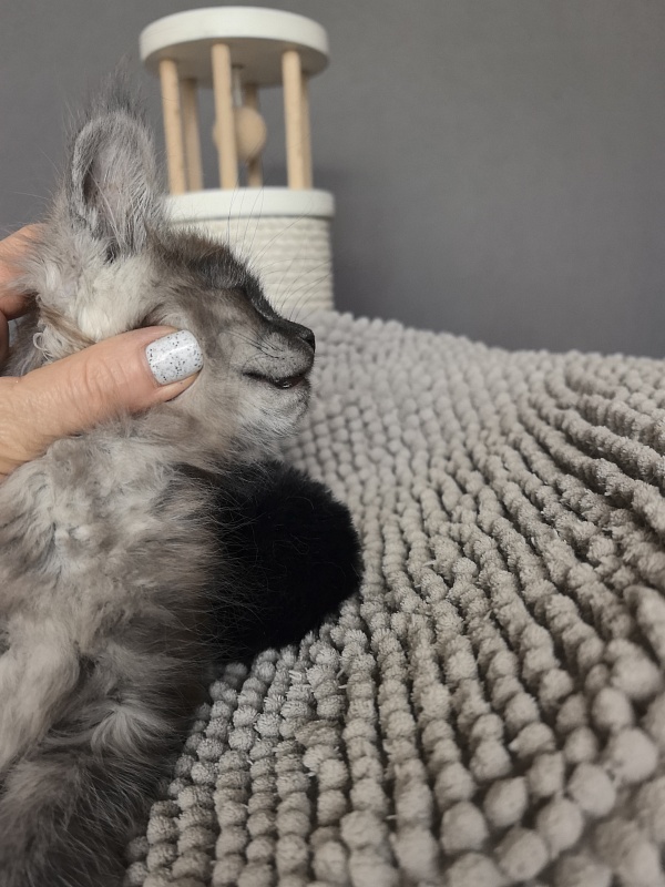 Bruno Akbars (polydactyl) - Kitten maine-coon 1 month 3.5 weeks