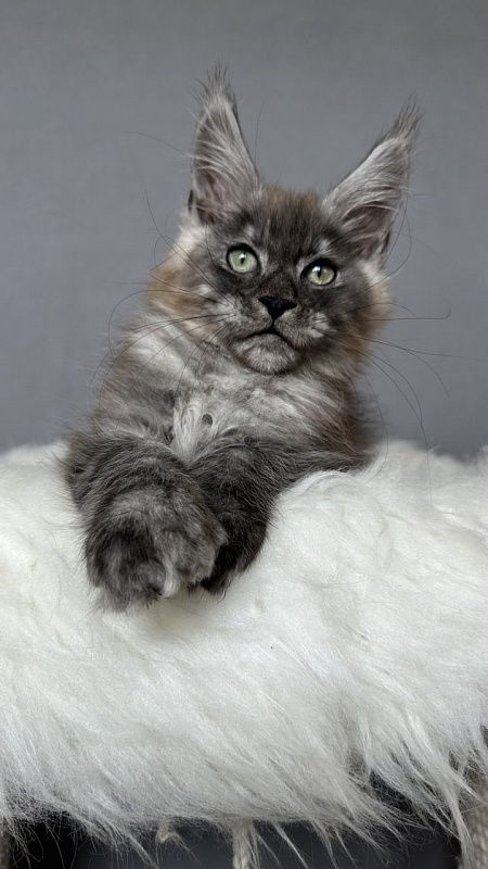 Bruno Akbars (polydactyl) - Kitten maine-coon 2 months 4 weeks
