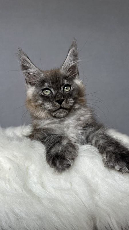 Bruno Akbars (polydactyl) - Kitten maine-coon 2 months 4 weeks