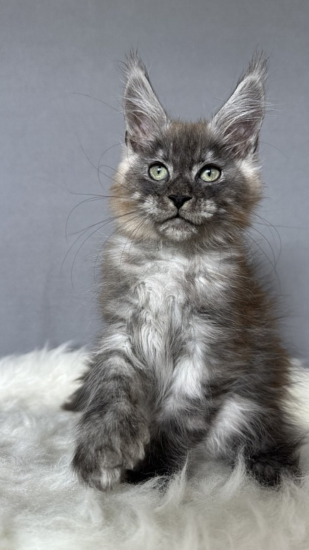 Bruno Akbars (polydactyl) - Kitten maine-coon 2 months 4 weeks