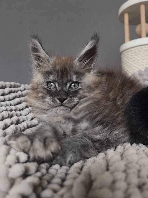 Bruno Akbars (polydactyl) - Kitten maine-coon 1 month 3.5 weeks