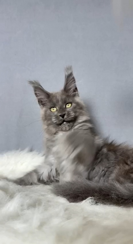 Boris  Akbars (polydactyl) - Kitten maine-coon 2 months 4 weeks