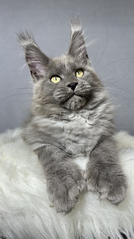 Boris  Akbars (polydactyl) - Kitten maine-coon 2 months 4 weeks