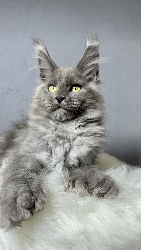 Boris  Akbars (polydactyl) - Kitten maine-coon 2 months 4 weeks