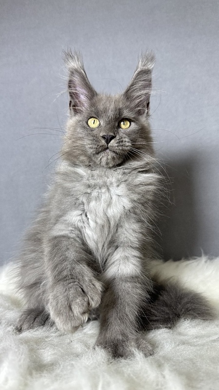 Boris  Akbars (polydactyl) - Kitten maine-coon 2 months 4 weeks