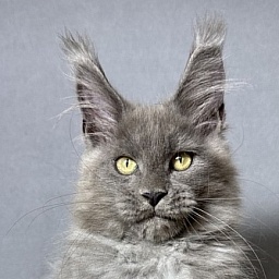 Boris  Akbars (polydactyl)