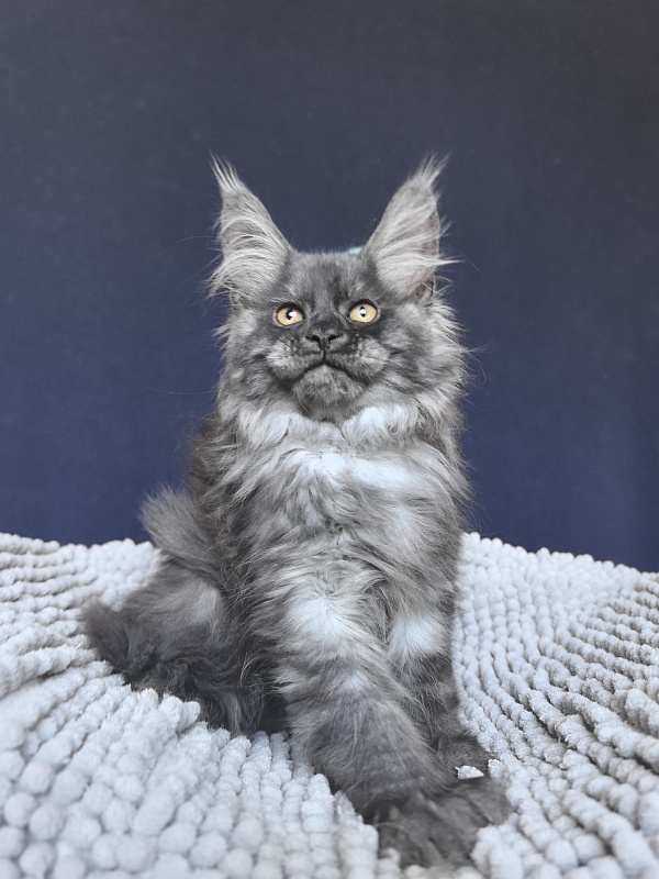Ajax Akbars (polydactyl) PET - Kitten maine-coon 2 months 2 weeks